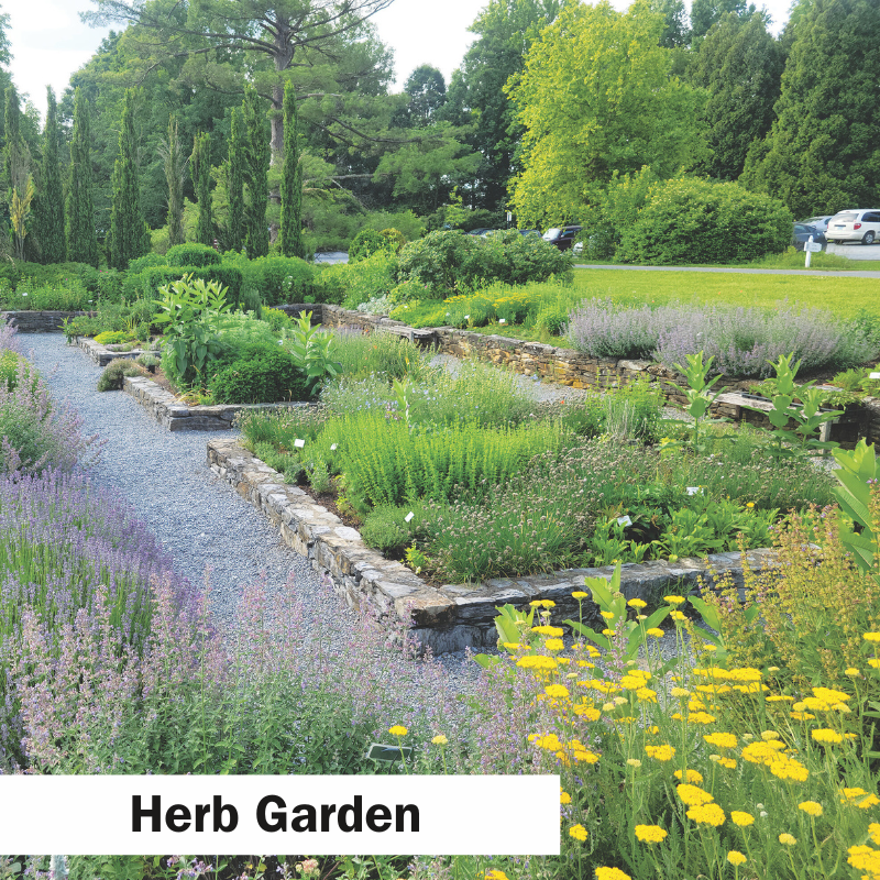 The Herb Garden
