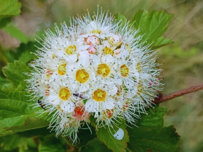 common ninebark (Physocarpus opulifolius)