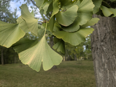 Green ginkgo leaf Oct. 15 2025
