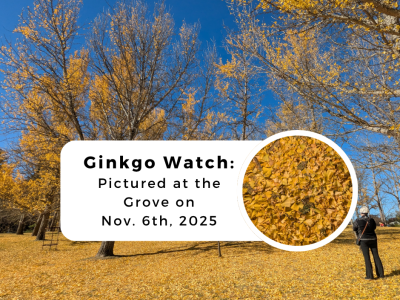 Ginkgo Watch 6 November 2026 leaves form a golden carpet underfoot