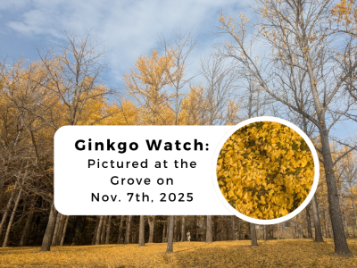 Ginkgo Grove 7 November 2025 leaves on the ground