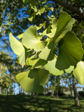 Gingko Leaves