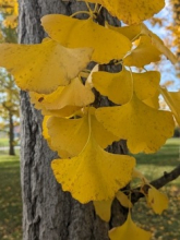 GInkgo 27Oct23 Yellow leaf.jpg