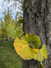 GInkgo_Watch_17OctYG.jpg