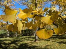 Ginkgo Watch 25 Oct 23 Yellow Leaf.jpg