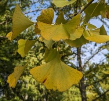 Ginkgo_Watch_19Oct23_Yellow_Square.jpg