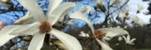 Mag stellata horizontal_0.jpg