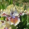 Enjoy the Flory Iris Garden 