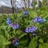 Spring Wildflower Watch- March 29th