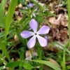 Spring Wildflower Watch- April 11th