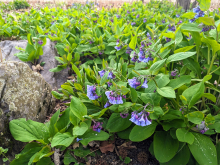 Exploring Native Spring Ephemerals at Blandy Experimental Farm
