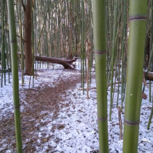 More Than Just Conifers – Winter Plants in the Arboretum