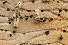 Digger bees