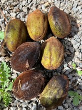 Butternuts from Blandy Tree