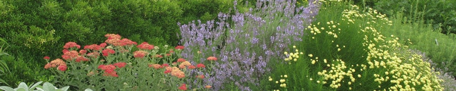 Herb Garden 2010 (3).jpg