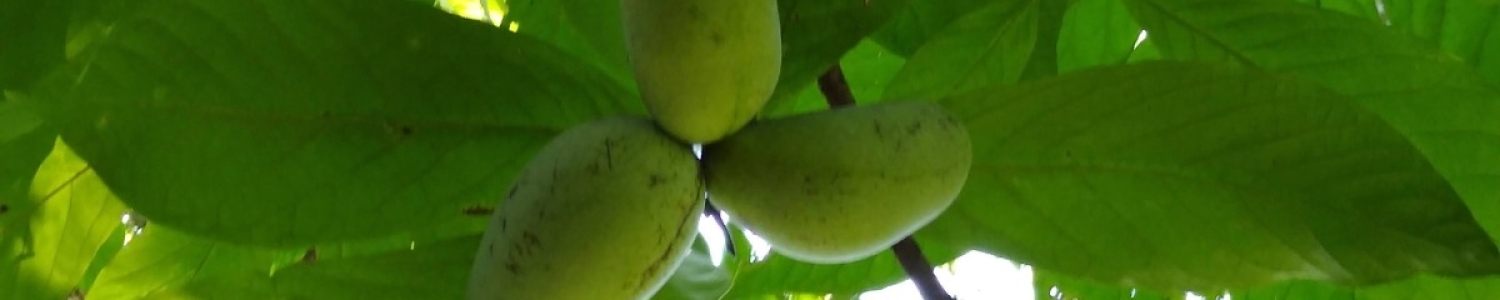 PawPaw Fruits