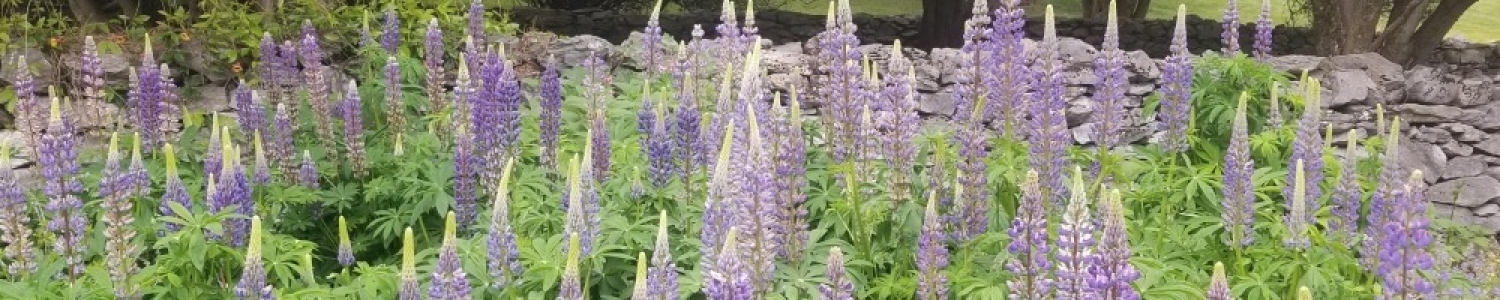 Baptisia with bumblebee