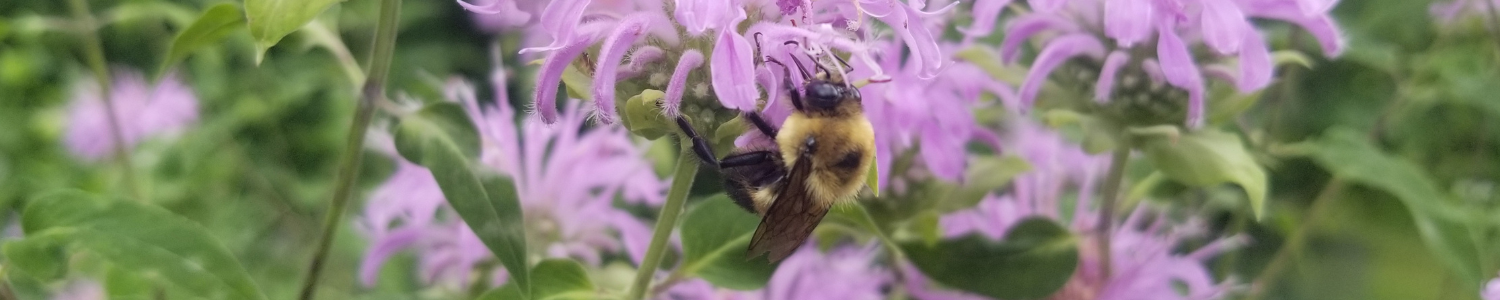 Bee on lavender flowers