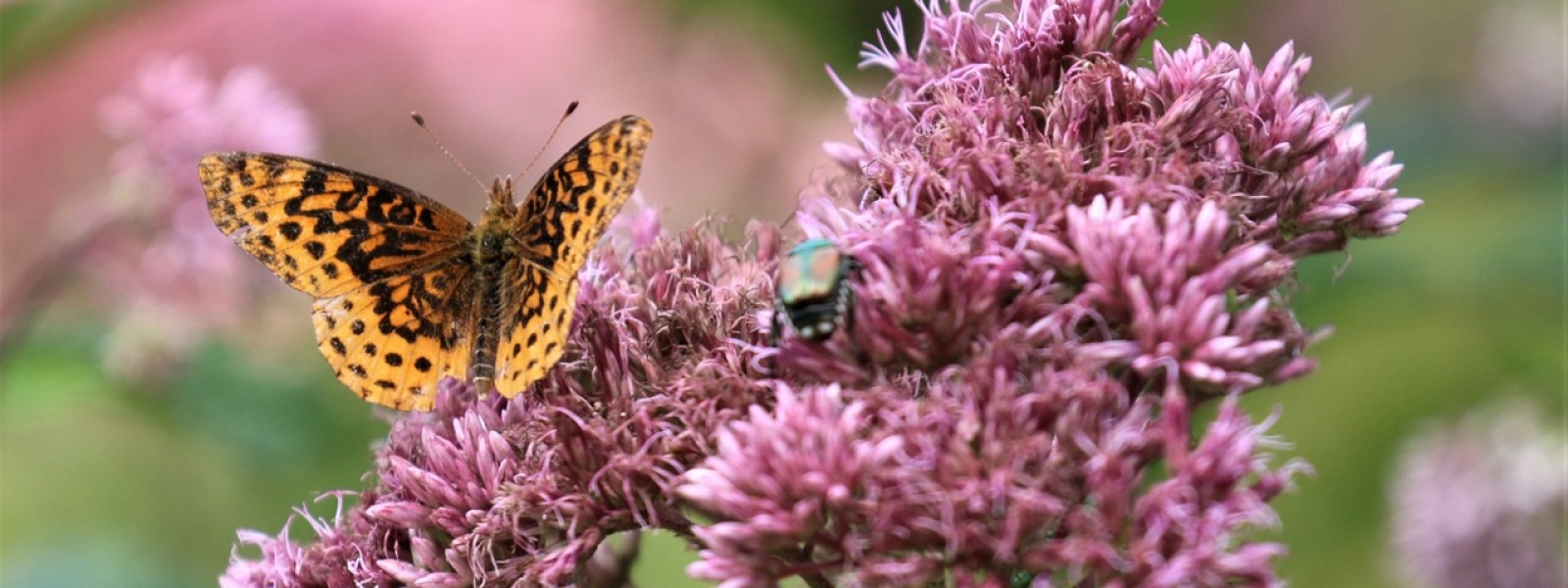 Fritillary on Milkweed