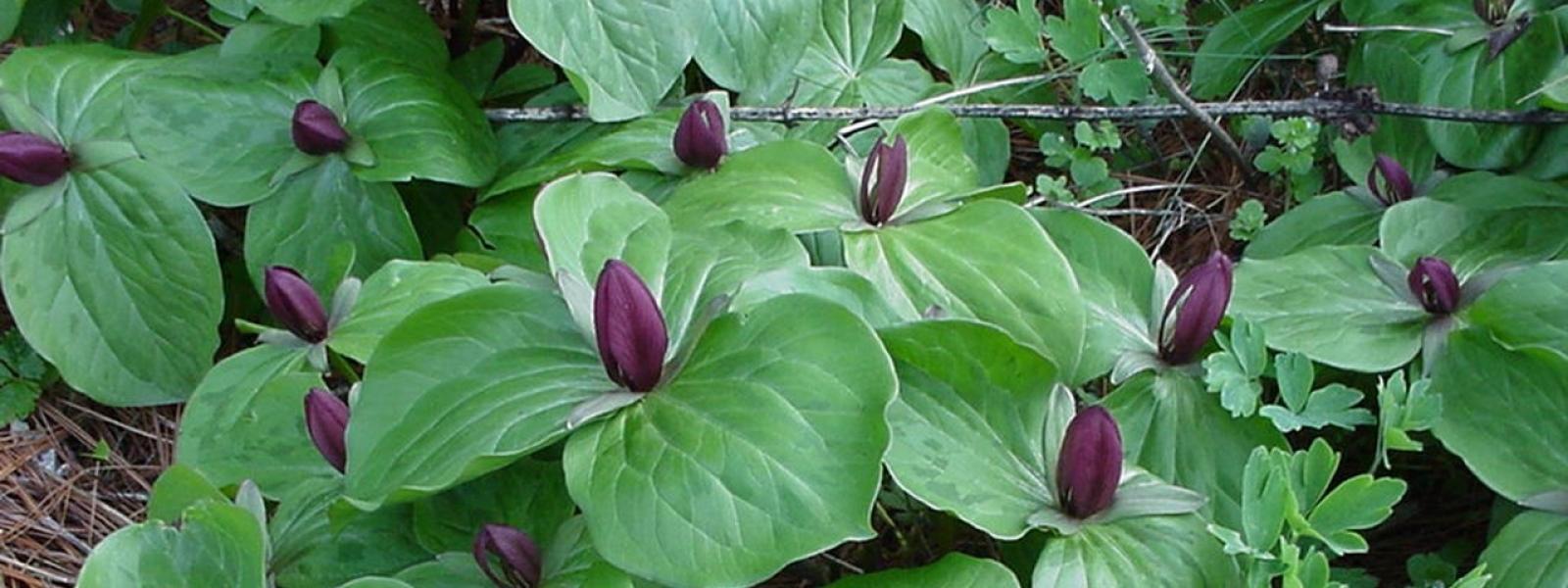Deep red trilium