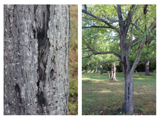 Wanted Alive: Butternut Trees