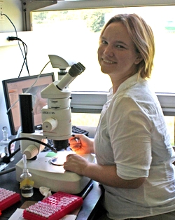 Graduate student (and former Blandy REU undergraduate) Amber Slatosky examines bumble bees for parasites