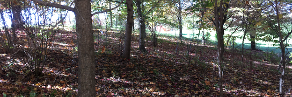 Inside the 10-13 year old Community Forest. Fallen leaves cover the ground. The grass has been shaded out inside the areas of older trees.